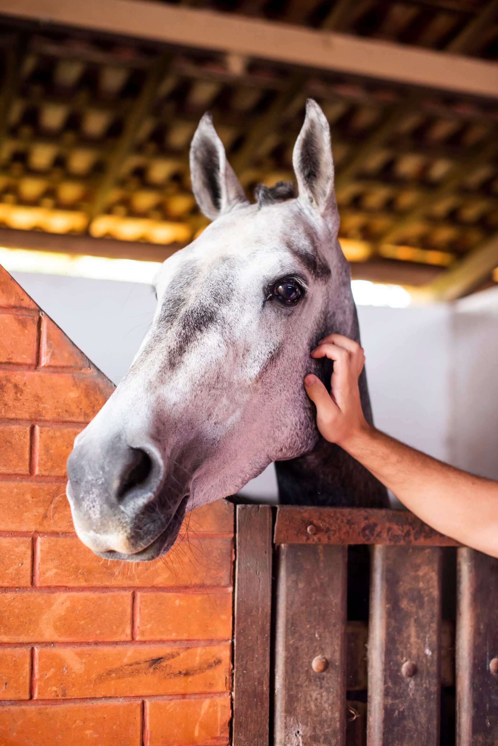 Cavalo no Rancho Canabrava
